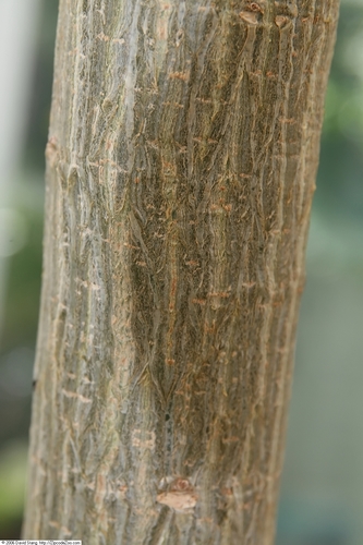 Erythrina sandwicensis