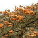 Erythrina sandwicensis - Photo (c) Forest and Kim Starr, algunos derechos reservados (CC BY)