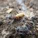 West Indian Drywood Termite - Photo (c) artdivcan, some rights reserved (CC BY-NC), uploaded by artdivcan