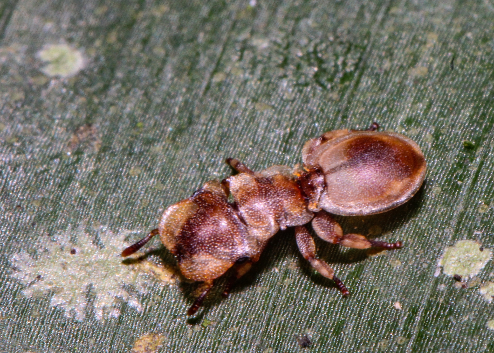 Cephalotes foliaceus