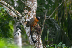 Saguinus tripartitus