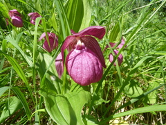 Cypripedium macranthos