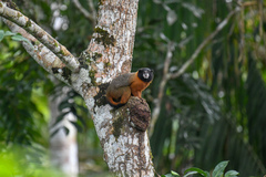 Saguinus tripartitus