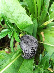 Anadenidae