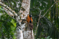 Saguinus tripartitus
