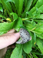 Anadenidae