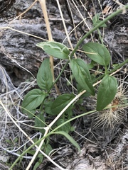 Neogaerrhinum filipes
