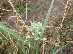 Albuca seineri