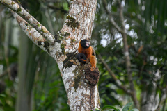 Saguinus tripartitus