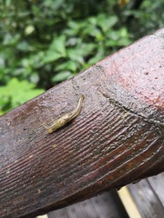 Helicarionidae