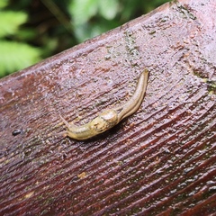 Helicarionidae