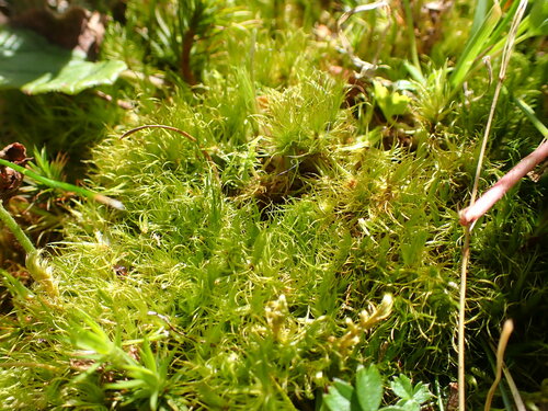 Dicranum spadiceum observed 2023-07-08