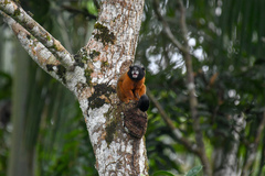 Saguinus tripartitus