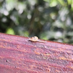 Helicarionidae