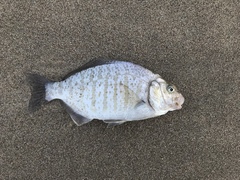 Amphistichus argenteus