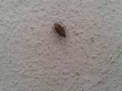 Calocorisca