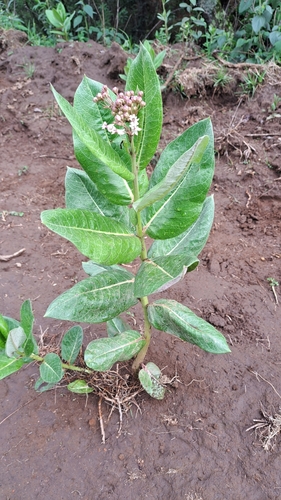 Asclepias scheryi