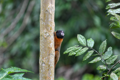 Saguinus tripartitus