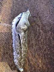 Anadenidae