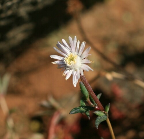 Delosperma crassuloides