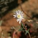 Delosperma crassuloides - Photo (c) Luc Strydom, some rights reserved (CC BY-NC), uploaded by Luc Strydom