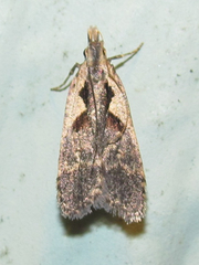 Dichomeris setosella