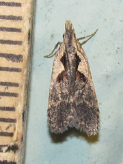 Dichomeris setosella