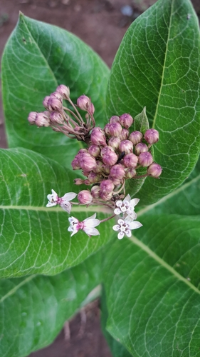 Asclepias scheryi, photograph 3