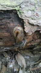 Helicarionidae