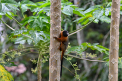 Saguinus tripartitus