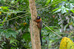 Saguinus tripartitus