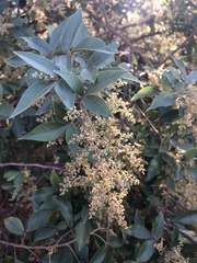 Searsia pyroides gracilis