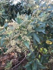 Searsia pyroides gracilis