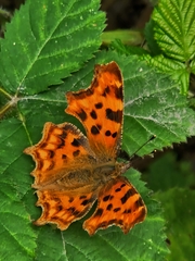 European Comma