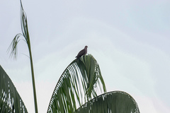 Patagioenas subvinacea