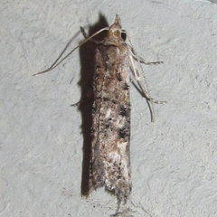 Ellabella editha