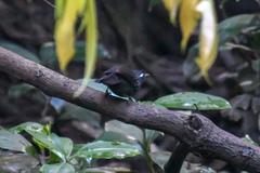 Myrmelastes hyperythrus