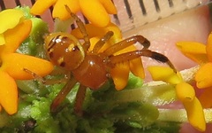 Synema decens