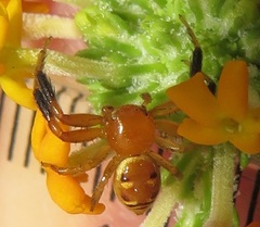 Synema decens