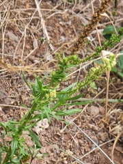 Reseda luteola image