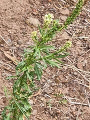 Reseda luteola image