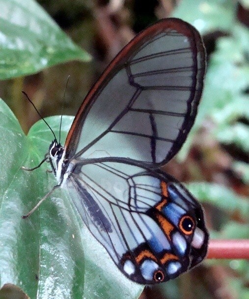 Pseudohaetera hypaesia image