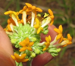 Manulea tomentosa