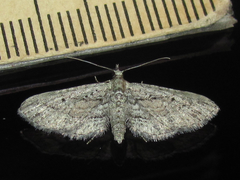 Eupithecia longidens