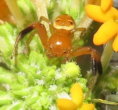 Synema decens