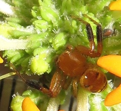 Synema decens