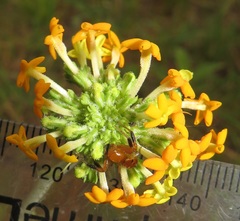 Manulea tomentosa