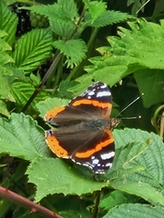 Red Admiral