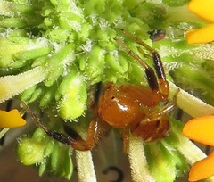 Synema decens