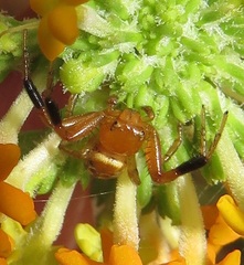 Synema decens